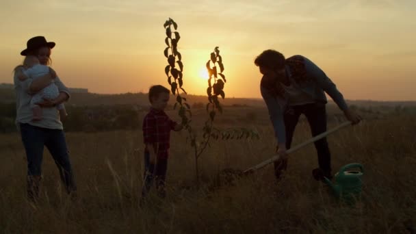 Árvore de plantio familiar ao pôr do sol no campo — Vídeo de Stock