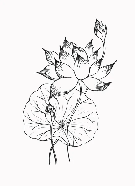 Creion Desenat Manual Hârtie Floare Frumoasă Lotus Frunze — Fotografie, imagine de stoc