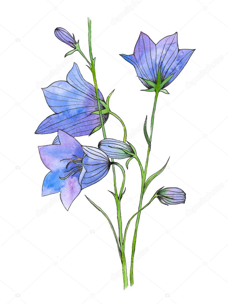 Watercolor branch with flowers of Campanula or bluebell