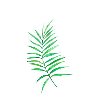 Beyaz arkaplanda izole edilmiş suluboya yeşil palmiye yaprağı