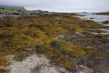 Fredvang ıssız beach