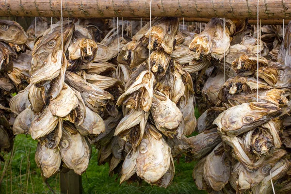 Cod Lofoten Rüzgarda Kurutma — Stok fotoğraf