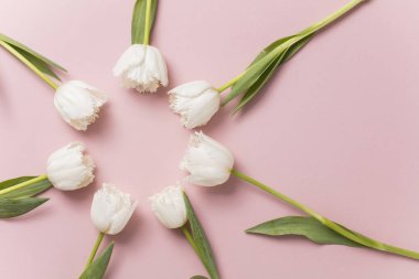 Pastel pembe arka plan üzerinde Beyaz Lale çiçek