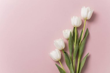 Pastel pembe arka plan üzerinde Beyaz Lale çiçek
