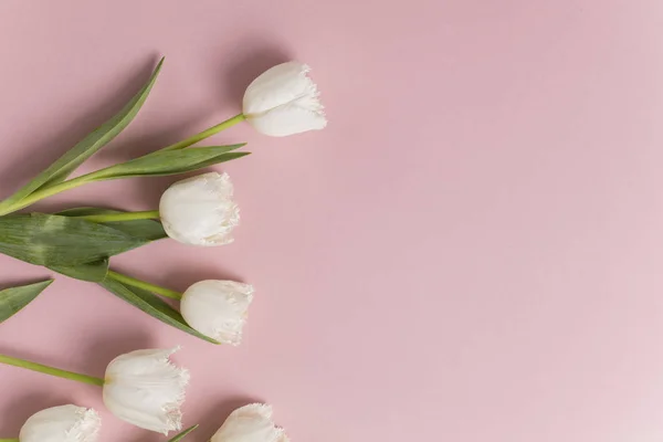 White tulip flowers on a pastel pink background