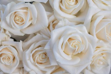 Elegant yakın kadar beyaz bir arka plan gül