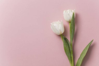 Pastel pembe arka plan üzerinde Beyaz Lale çiçek