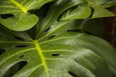 Yağmur damlaları ile tropikal bir Monstera yaprağın yakın çekim