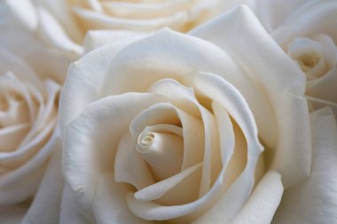 Elegant yakın kadar beyaz bir arka plan gül