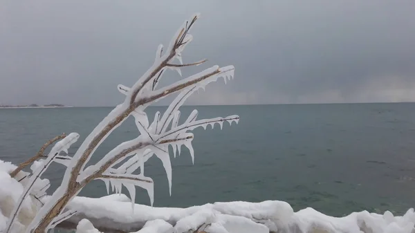 Ramas de un árbol cubierto de hielo grueso en medio de un frío invierno congelante — Foto de Stock