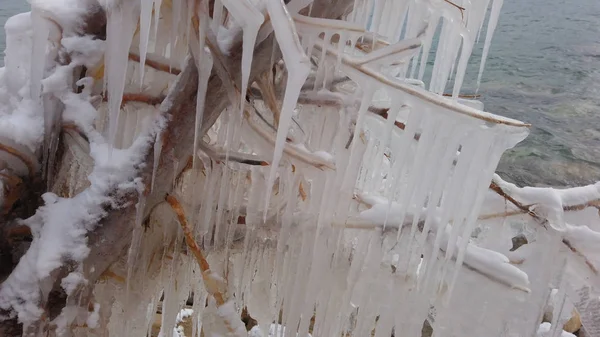 Ramos de uma árvore coberta de gelo grosso no meio de um inverno frio congelante — Fotografia de Stock