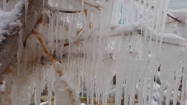 Ramas de un árbol cubierto de hielo grueso en medio de un frío invierno congelante —  Fotos de Stock