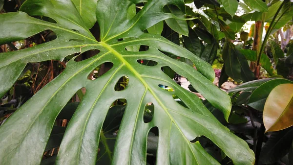 Daun tropis hijau besar dari tanaman monstera — Stok Foto