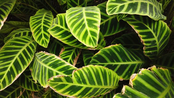 Yemyeşil tropikal yeşil yaprakları — Stok fotoğraf