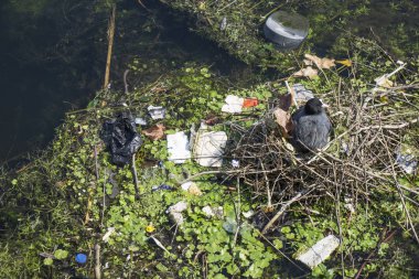 Yuvasında bir kır hen, nehir üzerinde plastik atıklarla çevrili