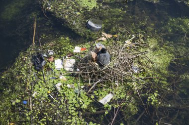 Yuvasında bir kır hen, nehir üzerinde plastik atıklarla çevrili