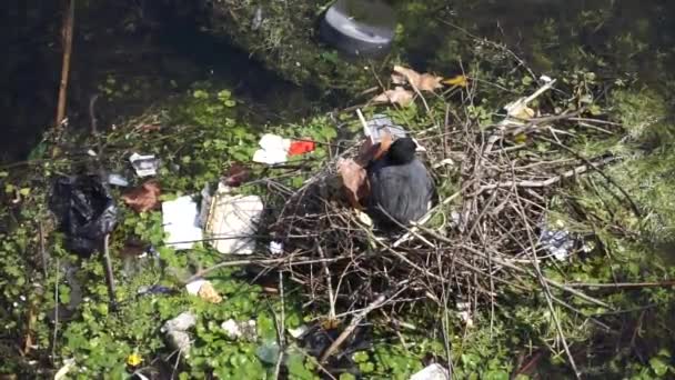 Eine Moorhenne auf ihrem Nest, umgeben von Plastikmüll an einem Fluss — Stockvideo