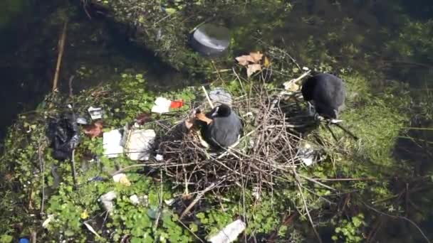 Eine Moorhenne auf ihrem Nest, umgeben von Plastikmüll an einem Fluss — Stockvideo