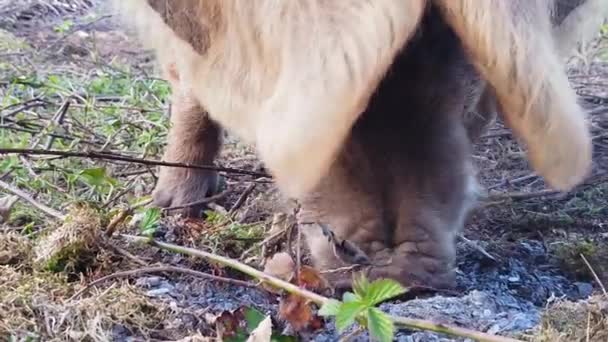 Zeitlupenaufnahmen eines haarigen Schweins auf der Suche nach Nahrung — Stockvideo