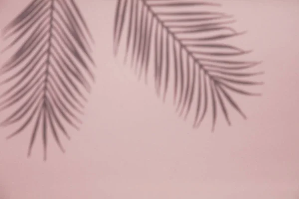 Sombra de hojas de palmera tropical sobre un fondo rosa pastel. Diseño de verano — Foto de Stock