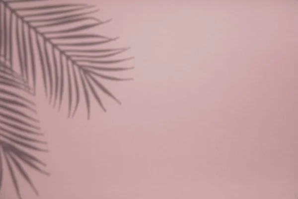 Tropische Palm Tree blad schaduw op een pastel roze achtergrond. Indeling in de zomer — Stockfoto