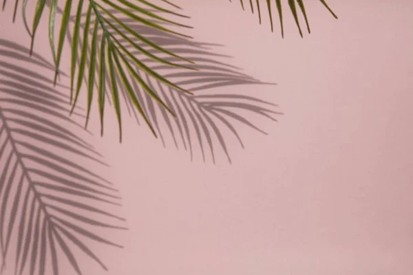 Tropical palm tree leaf shadow on a pastel pink background. Summertime layout