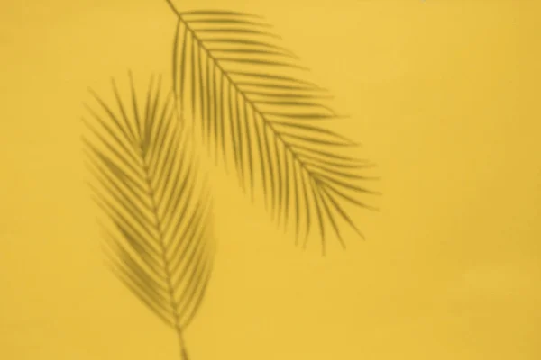 Sarı bir arka plan üzerinde tropikal palmiye ağacı yaprak gölgesi. Yaz düzeni — Stok fotoğraf