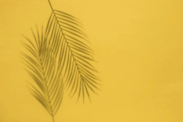 Тропічна тінь листя пальми на жовтому тлі. Розкладка літнього часу — стокове фото
