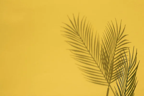 Tropical palm tree leaf shadow on a yellow background. Summertime layout