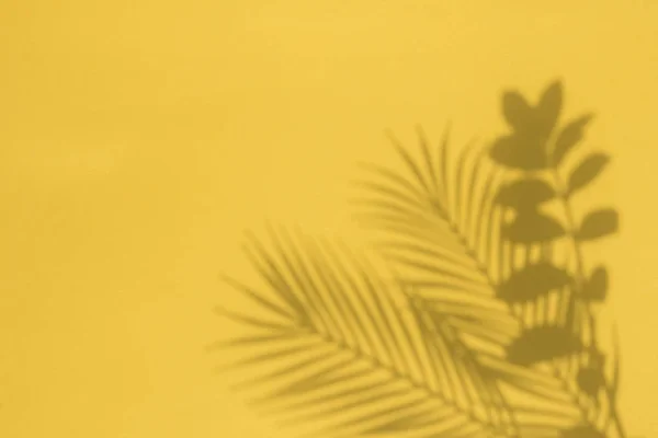 Tropical palm tree leaf shadow on a yellow background. Summertime layout — Stock Photo, Image