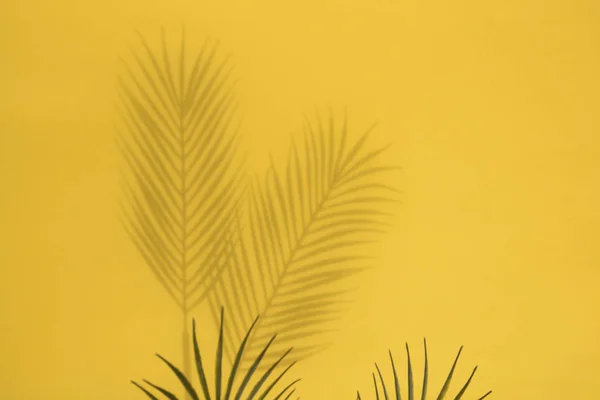 Tropische Palm Tree blad schaduw op een gele achtergrond. Indeling in de zomer — Stockfoto