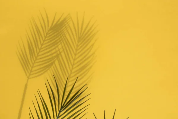 Tropikalny cień liści palmy na żółtym tle. Układ Summertime — Zdjęcie stockowe