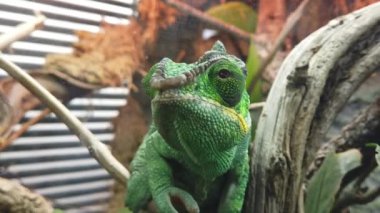 Parlak yeşil bukalemun yakın