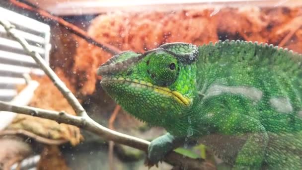 Close up of a bright green chameleon — Stock Video