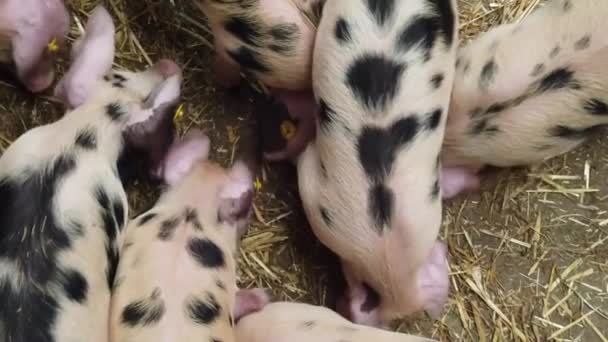 Cute pink and black piglets searching for food view from directly above — Stock Video