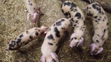 Sevimli pembe ve siyah piglets doğrudan yukarıdan gıda görünümü arıyor