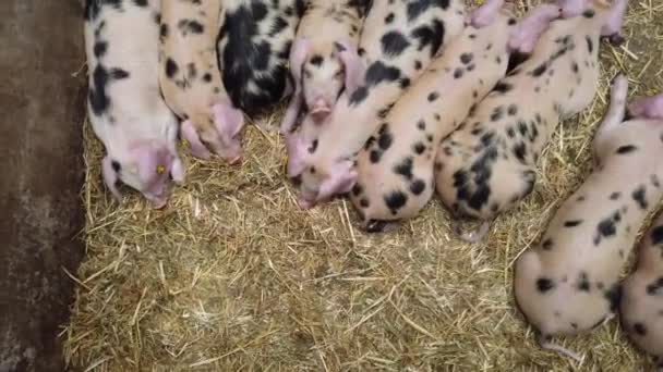 Een rij schattige biggen die rusten in een Pig-pen — Stockvideo