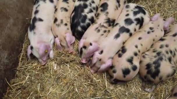 Een rij schattige biggen die rusten in een Pig-pen — Stockvideo