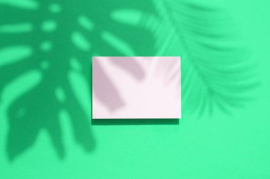 Boş beyaz kart çerçevesi ile Tropikal monstera palmiye yaprağı gölge