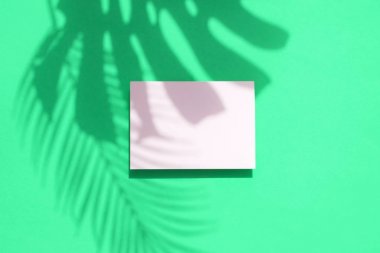 Boş beyaz kart çerçevesi ile Tropikal monstera palmiye yaprağı gölge