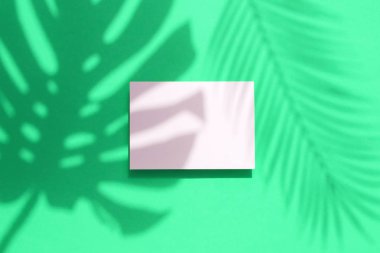 Boş beyaz kart çerçevesi ile Tropikal monstera palmiye yaprağı gölge