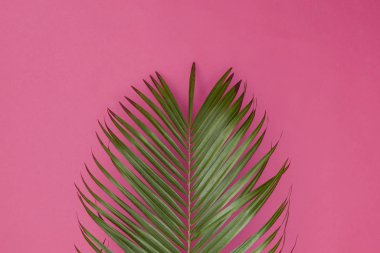 Popüler pastel pembe arka plan üzerinde tropikal palmiye ağacı yaprağı