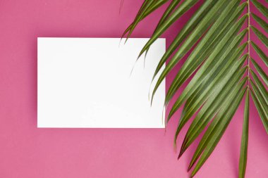 Kopya sp ile parlak pembe bir arka plan üzerinde Tropikal palmiye ağacı yaprağı