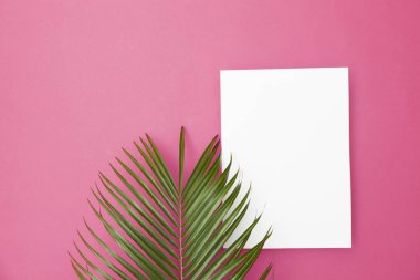 Kopya sp ile parlak pembe bir arka plan üzerinde Tropikal palmiye ağacı yaprağı