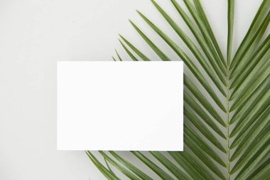 Düz beyaz sırt üzerinde boş bir etiket ile Tropikal palmiye ağacı yaprağı