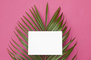 Kopya sp ile parlak pembe bir arka plan üzerinde Tropikal palmiye ağacı yaprağı