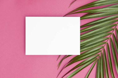 Kopya sp ile parlak pembe bir arka plan üzerinde Tropikal palmiye ağacı yaprağı