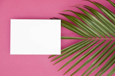 Kopya sp ile parlak pembe bir arka plan üzerinde Tropikal palmiye ağacı yaprağı