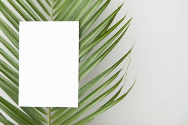 Düz beyaz sırt üzerinde boş bir etiket ile Tropikal palmiye ağacı yaprağı