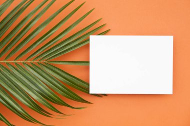 Tropical palm tree leaf on a summer orange background with copy  clipart